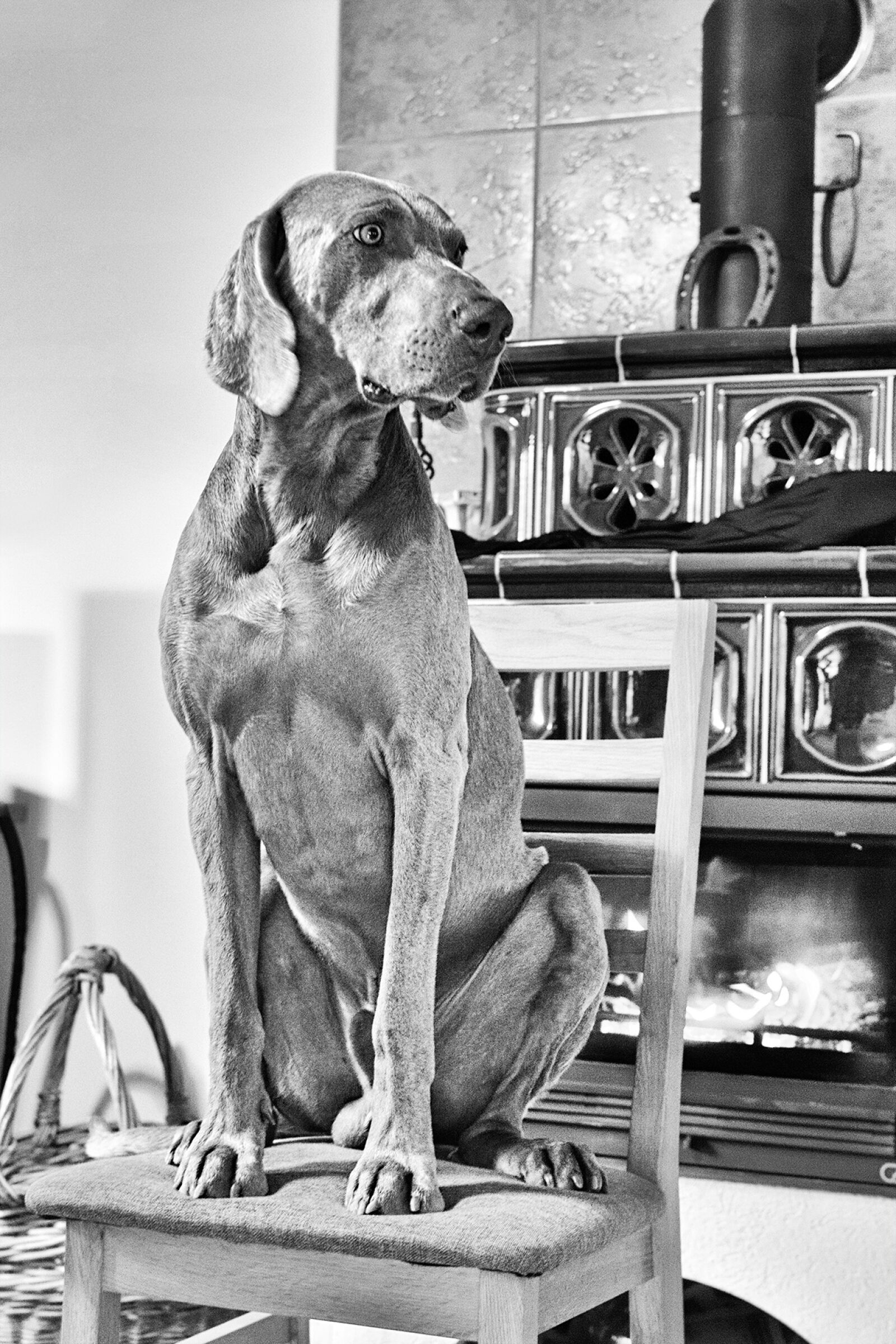 Nikon D5100 sample photo. Dog by the stove photography