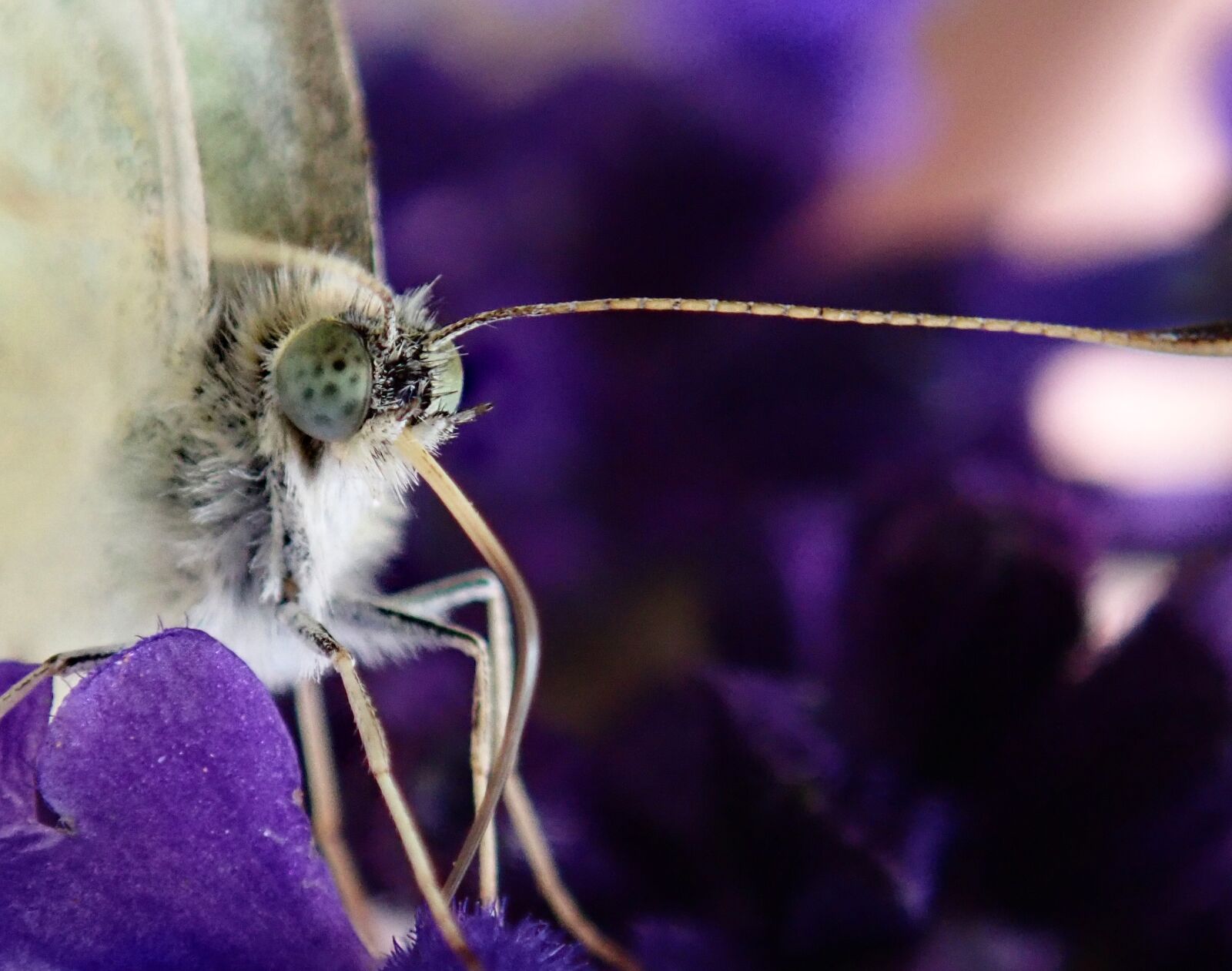 Olympus TG-5 sample photo. Butterfly, insect, macro photography