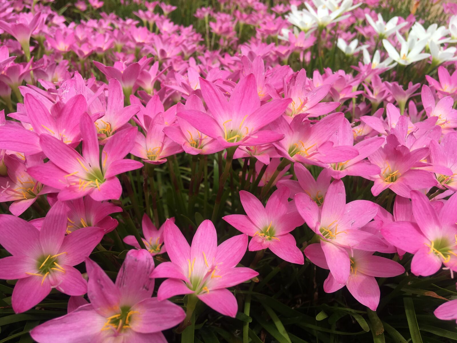 Apple iPhone SE sample photo. Flowers, garden, pink photography