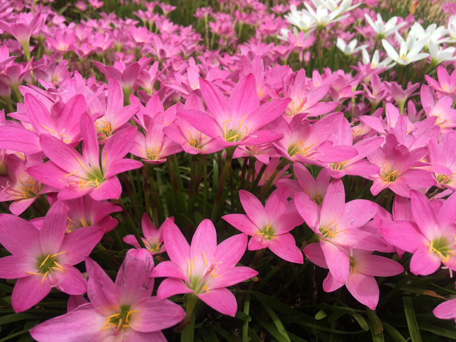 iPhone SE back camera 4.15mm f/2.2 sample photo. Flowers, garden, pink photography