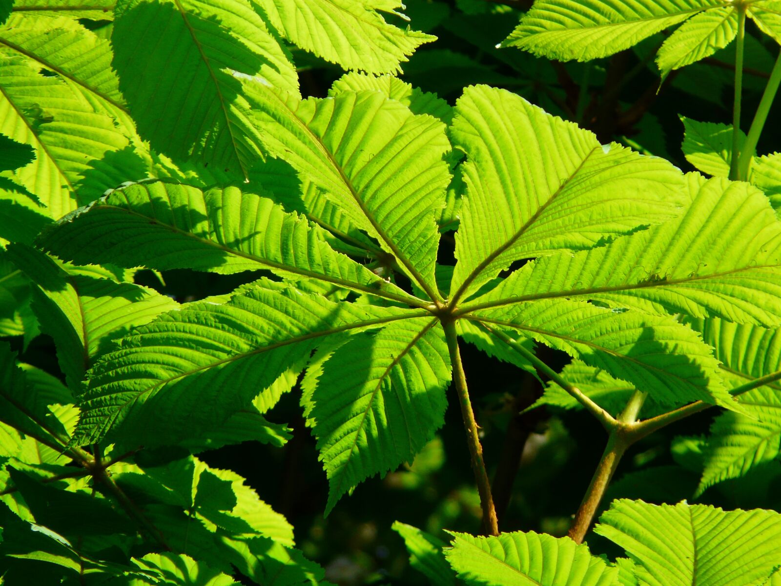 Panasonic DMC-FZ18 sample photo. Ordinary rosskastanie, leaves, chestnut photography