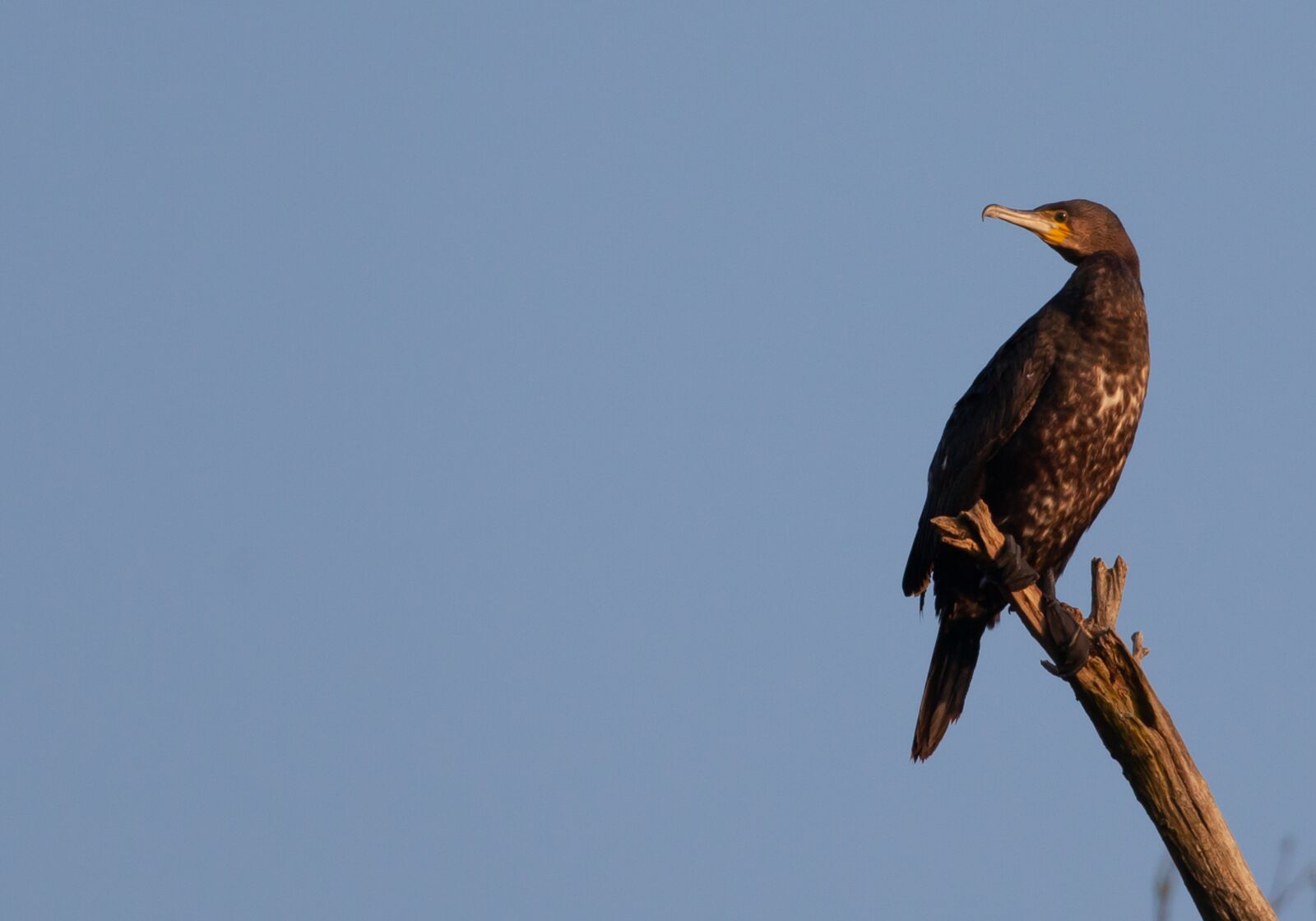 Canon EOS 5D Mark II sample photo. Cormorant, roosting, silhouette photography