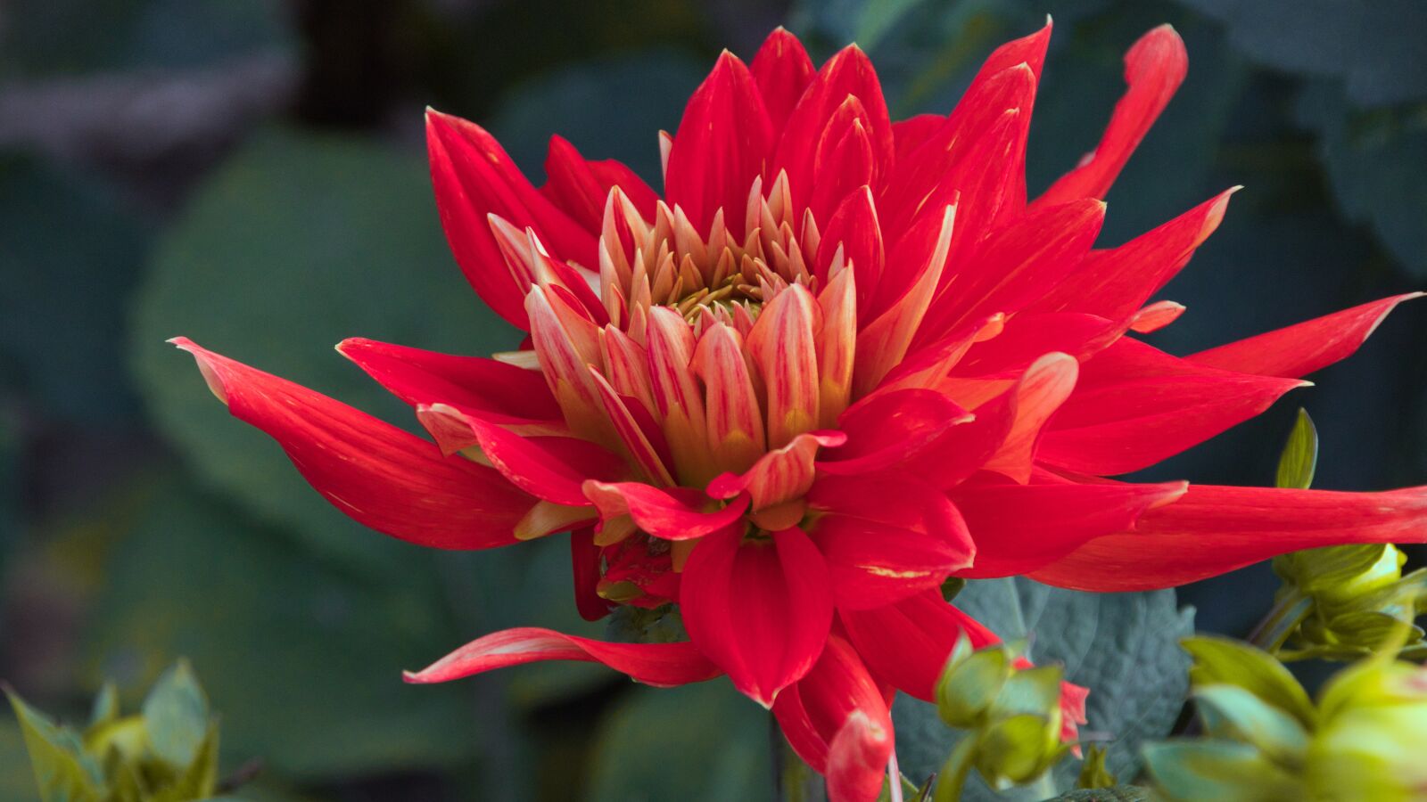 Canon EOS 200D (EOS Rebel SL2 / EOS Kiss X9) sample photo. Dahlia, red, bright photography