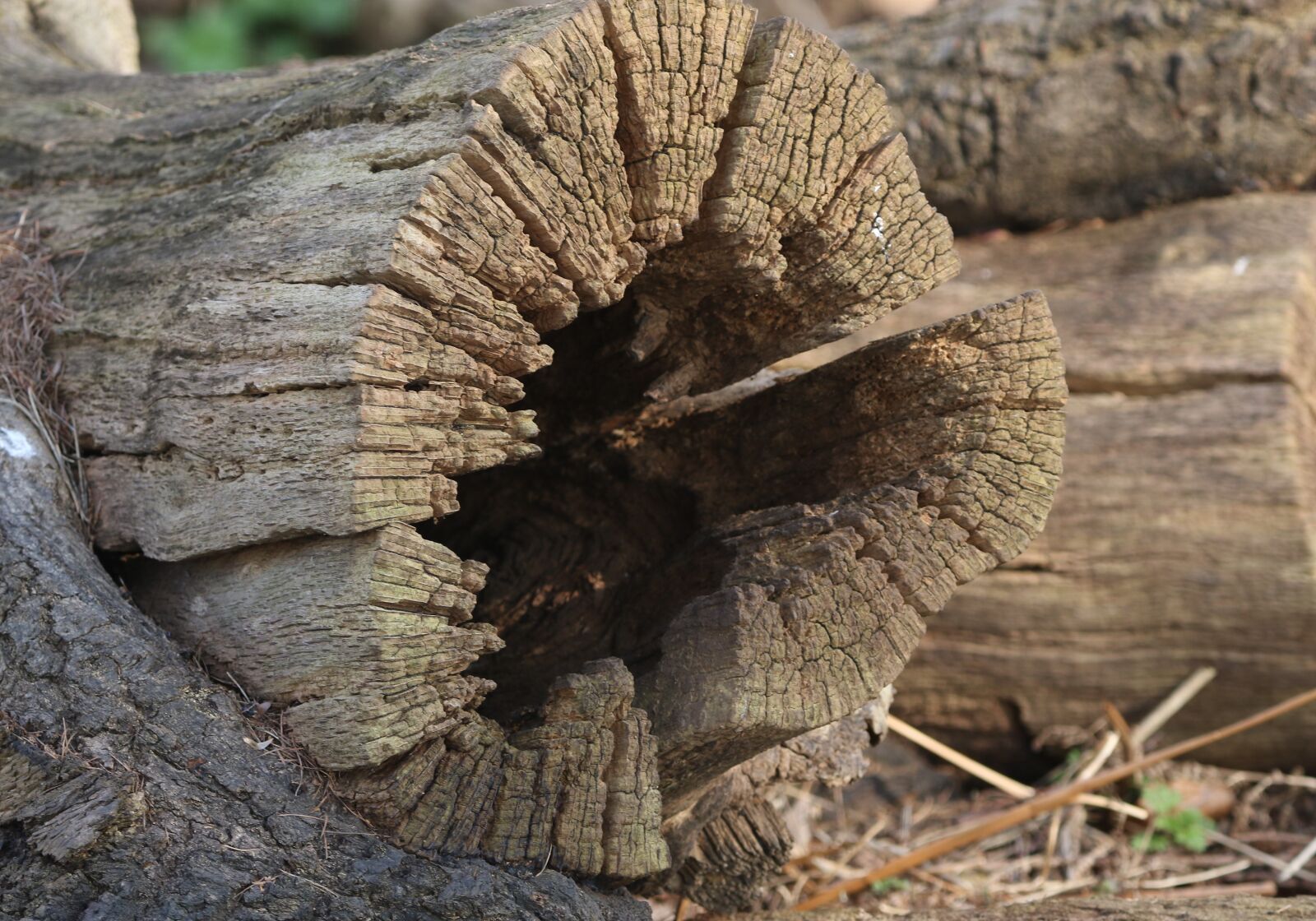150-600mm F5-6.3 DG OS HSM | Contemporary 015 sample photo. Tree, wood, old photography