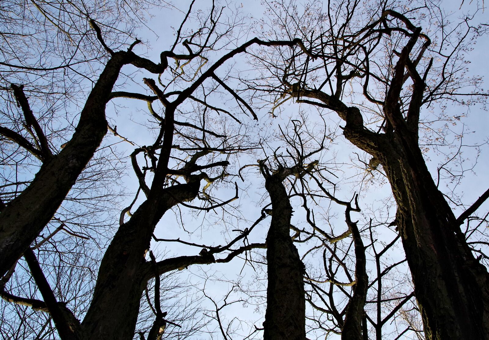 Pentax K-S2 sample photo. The fear, tree, branch photography