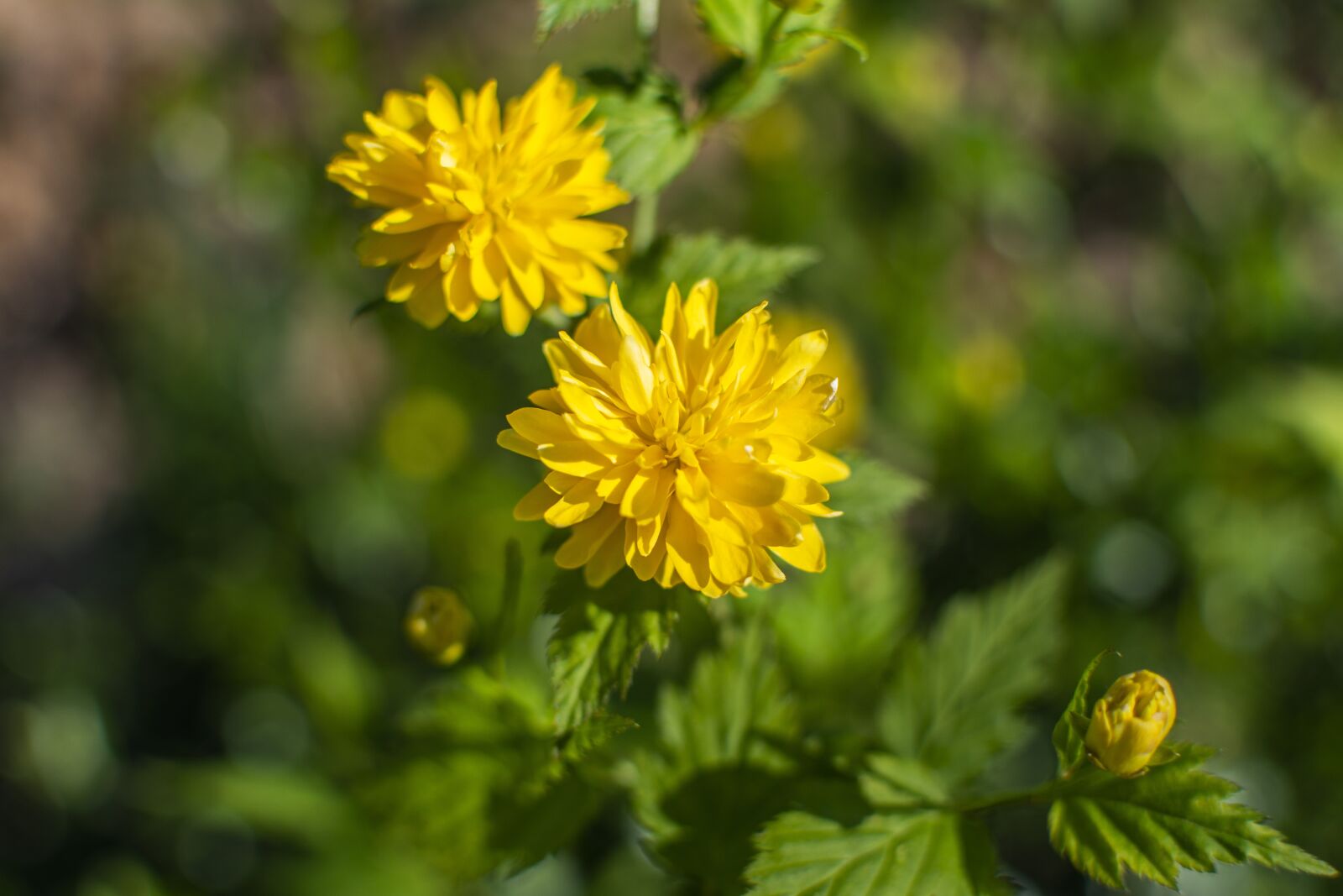 Nikon D5200 sample photo. Spring, flowers, season photography