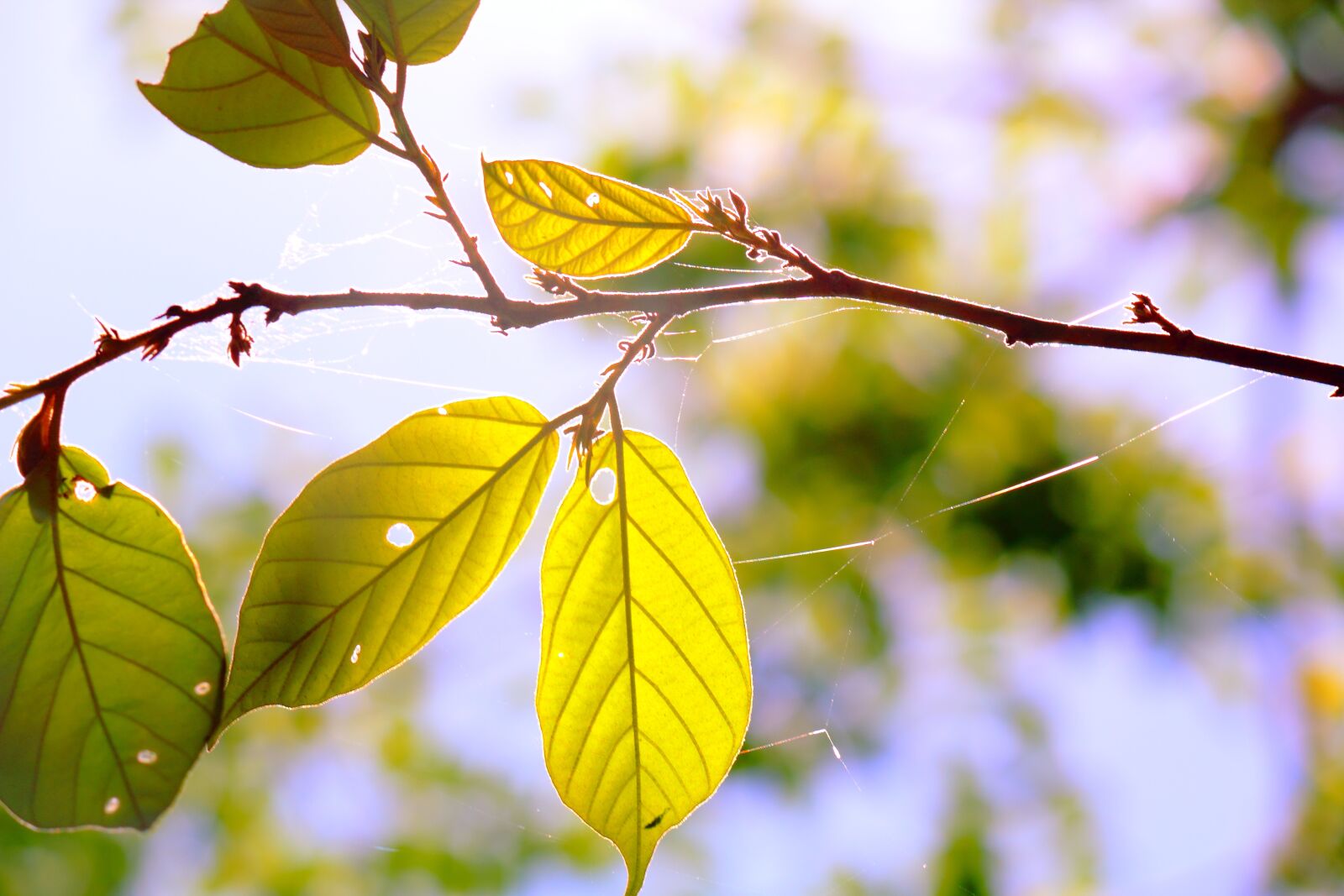 Canon EOS 60D + Canon EF-S 55-250mm F4-5.6 IS sample photo. Spider silk, leaf, nature photography