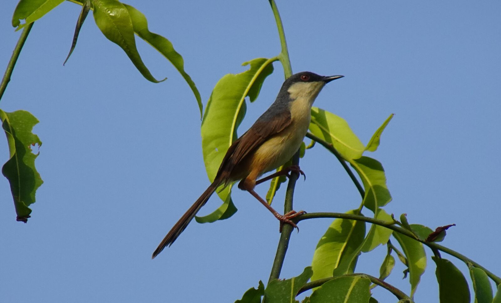 Sony DSC-WX800 sample photo. Bird, warbler, ashy prinia photography