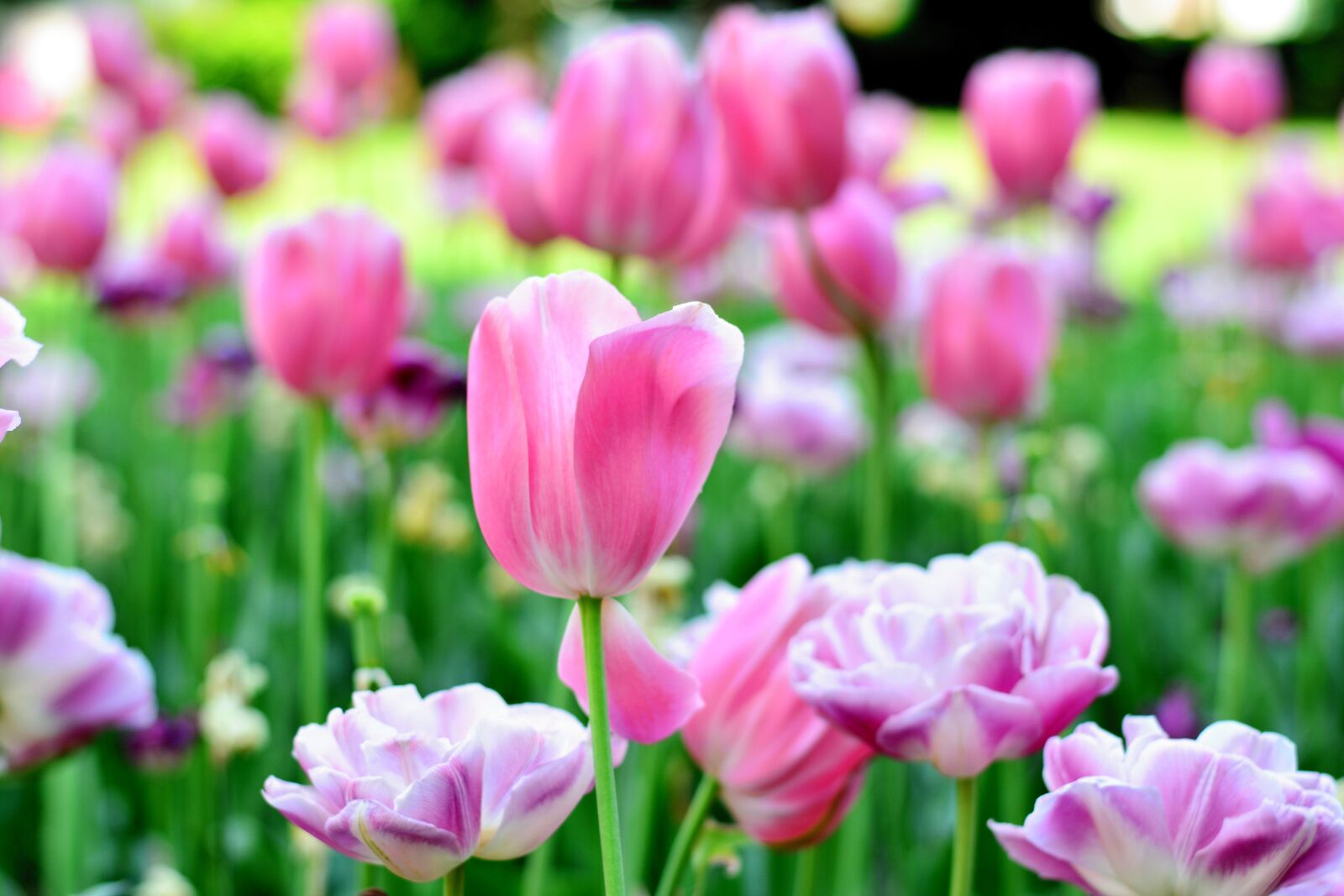 Nikon D5200 sample photo. Tulips, spring flowers, spring photography