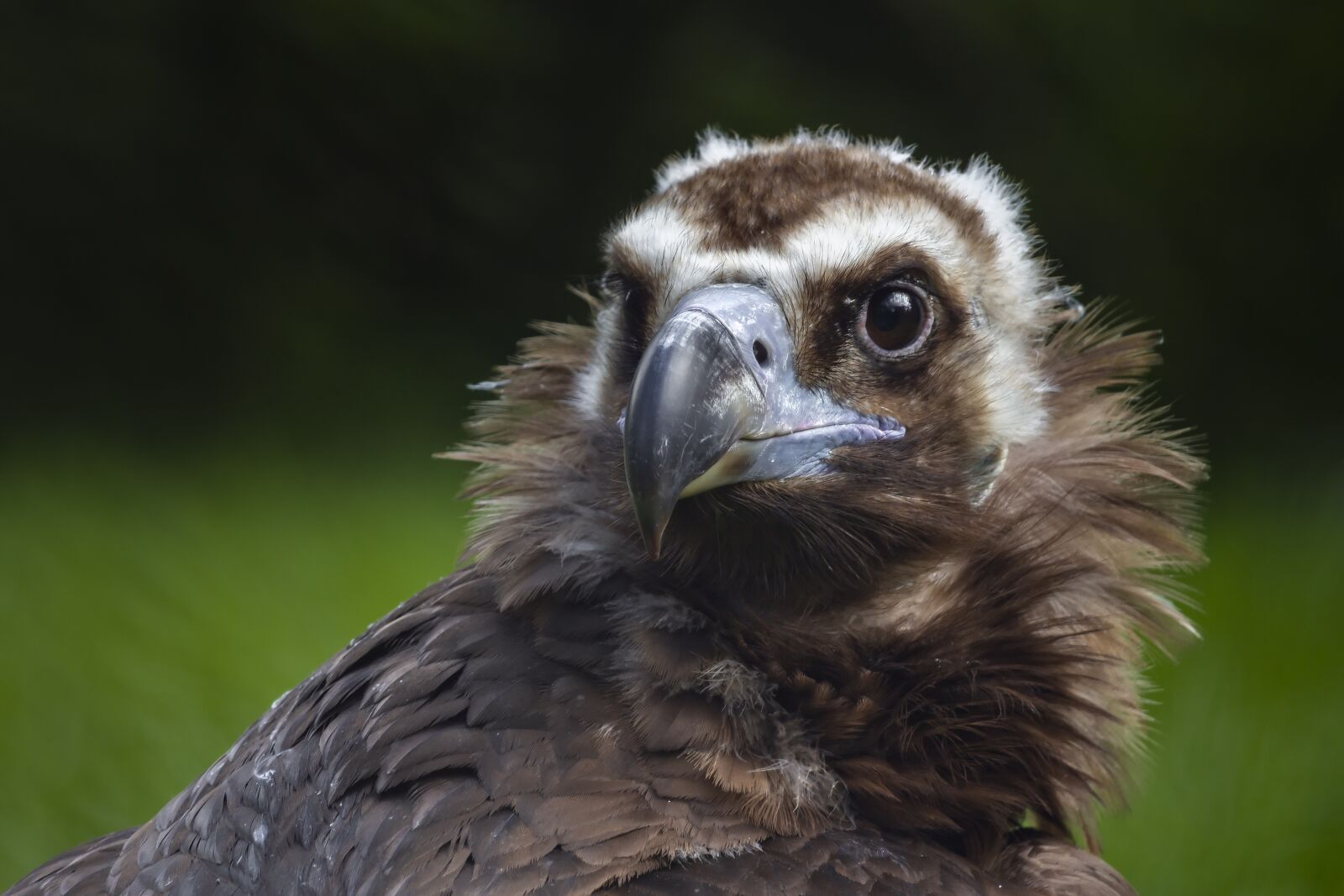 Canon EF-S 55-250mm F4-5.6 IS STM sample photo. Bird, raptor, animal photography