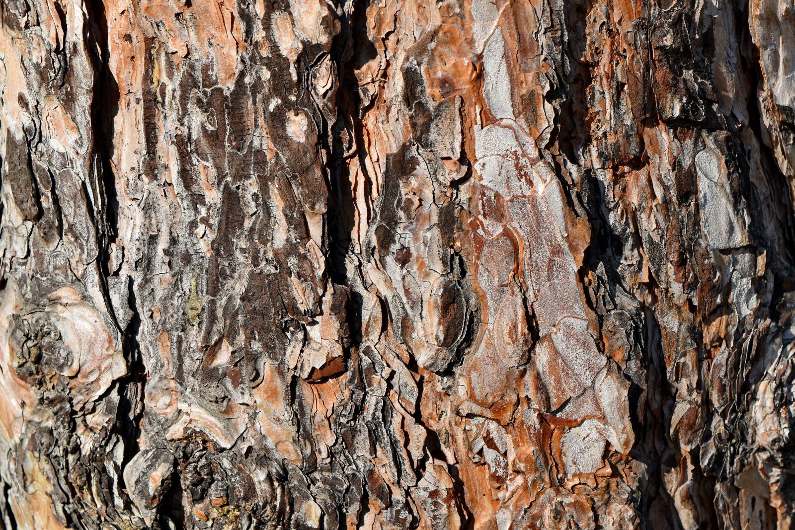 Nikon D5500 sample photo. Rough, pattern, surface, bark photography