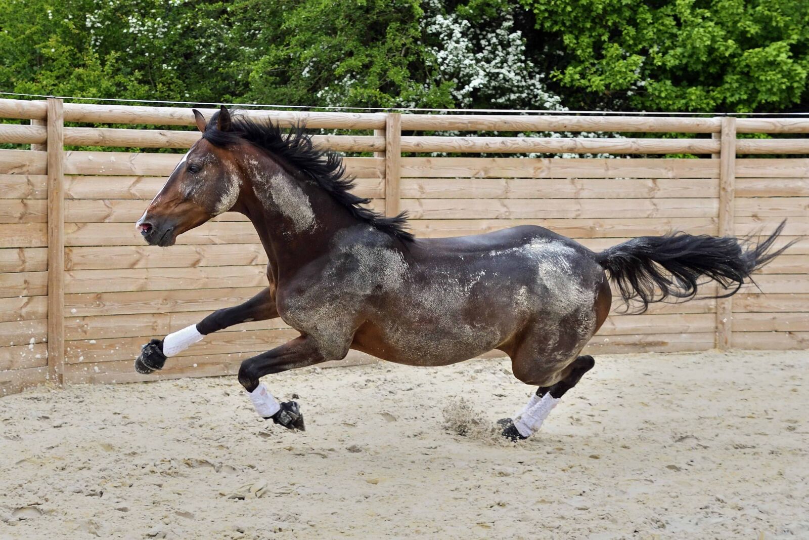 Nikon D500 sample photo. Brown horse, sport, cavalry photography