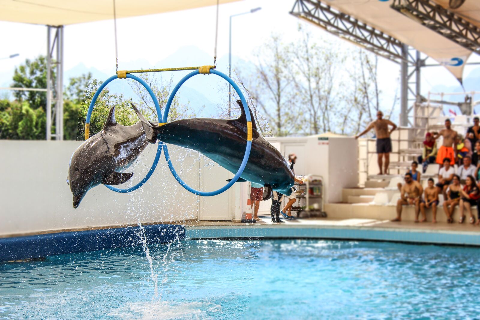 Canon EOS 600D (Rebel EOS T3i / EOS Kiss X5) sample photo. Dolphin, dolphins, show photography