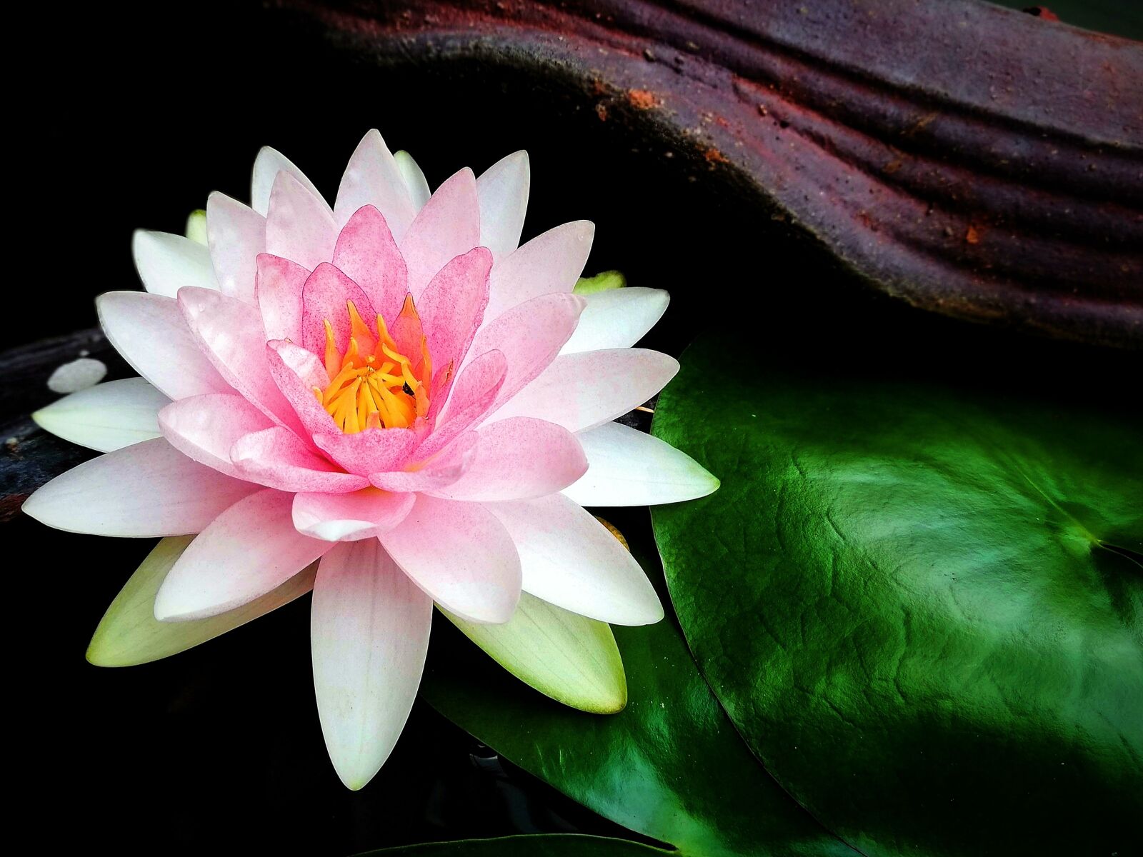 HUAWEI P20 lite sample photo. Lotus, flowers, water plants photography