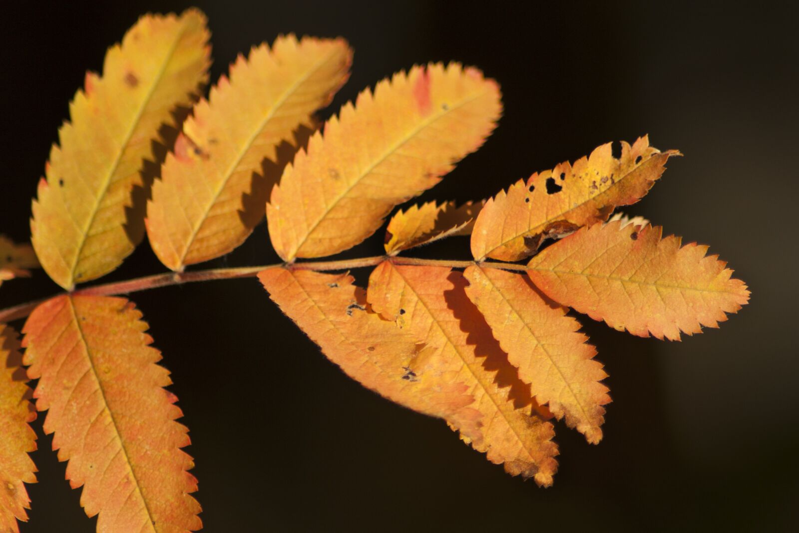 Canon EOS 450D (EOS Rebel XSi / EOS Kiss X2) sample photo. Forest, autumn, outdoor photography