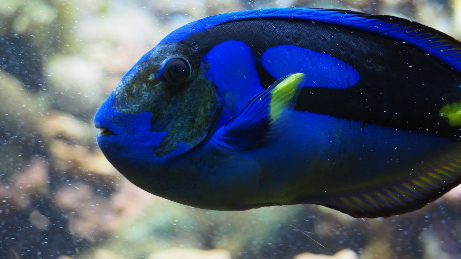 Olympus OM-D E-M10 II sample photo. Blue tang, fish, blue photography
