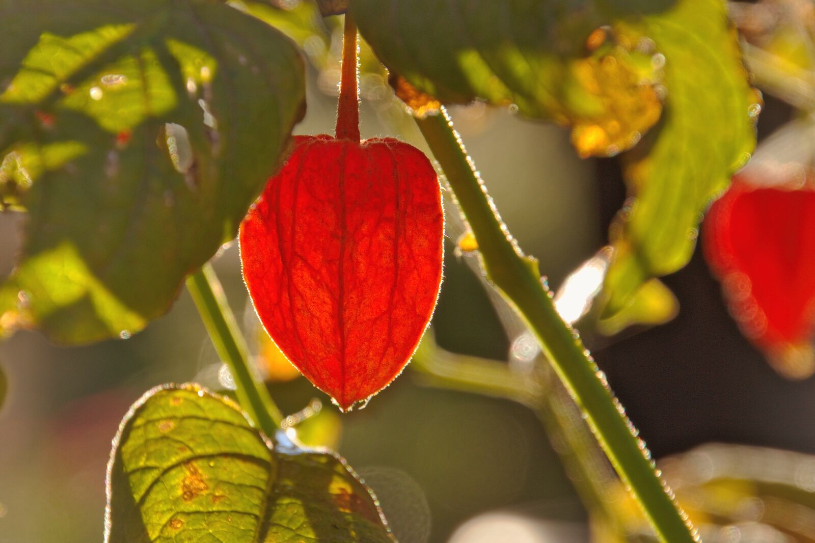 Nikon D5600 sample photo. Flower, lampionblume, leaves photography