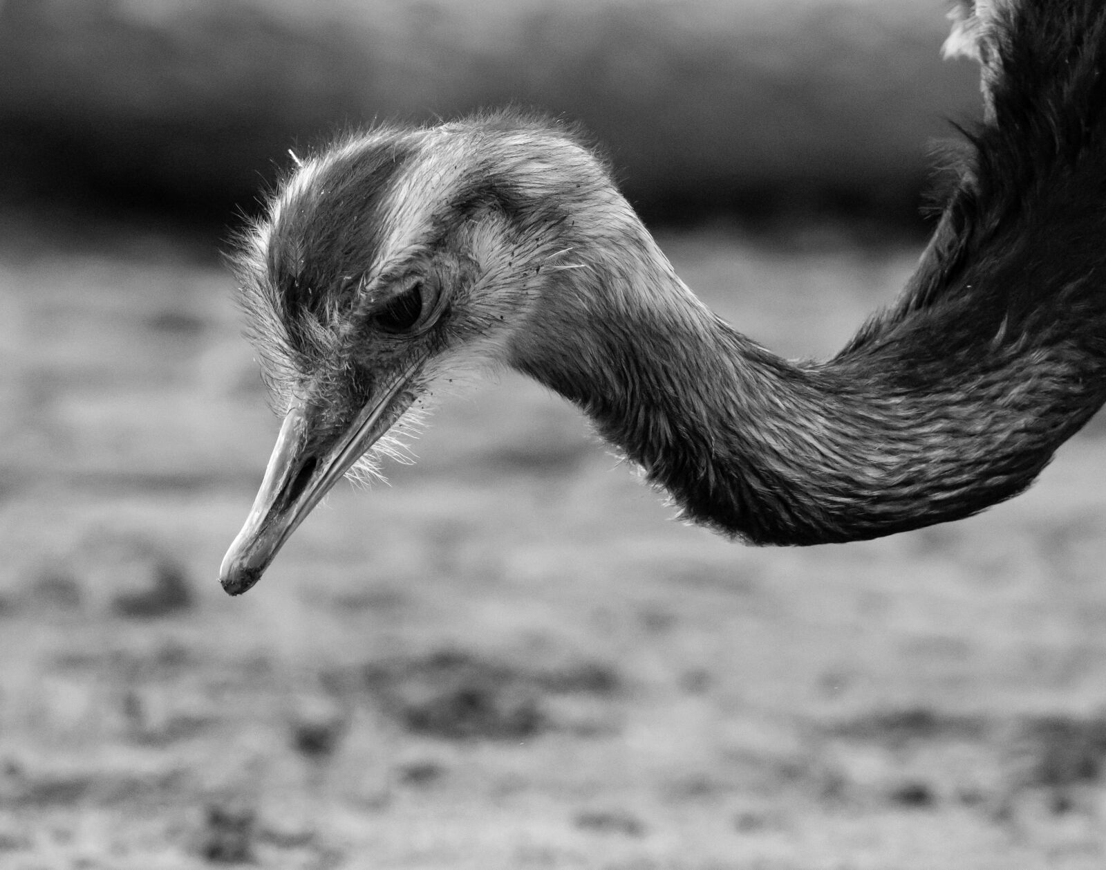 Canon EOS 7D Mark II sample photo. Rhea, ostrich, emu photography