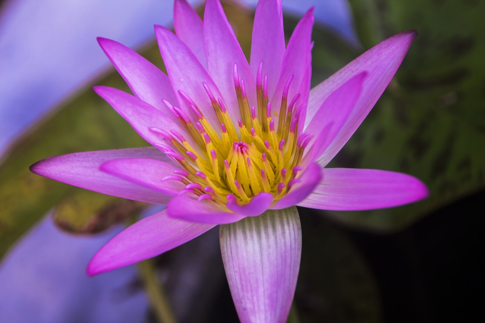 Canon EOS 1100D (EOS Rebel T3 / EOS Kiss X50) sample photo. Lotus, water lily, close photography