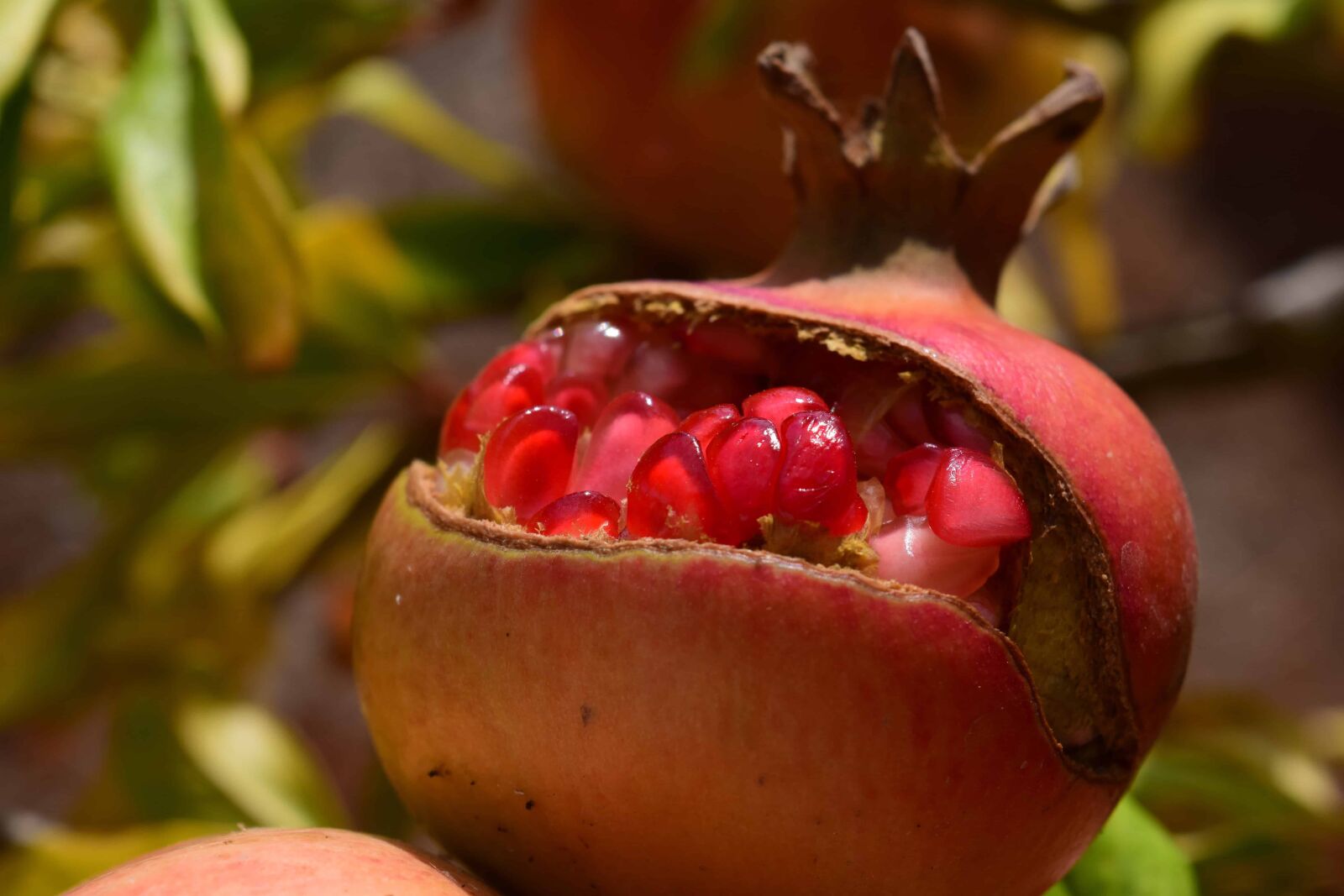 Nikon D3300 sample photo. Leaf, fruit, food, nature photography