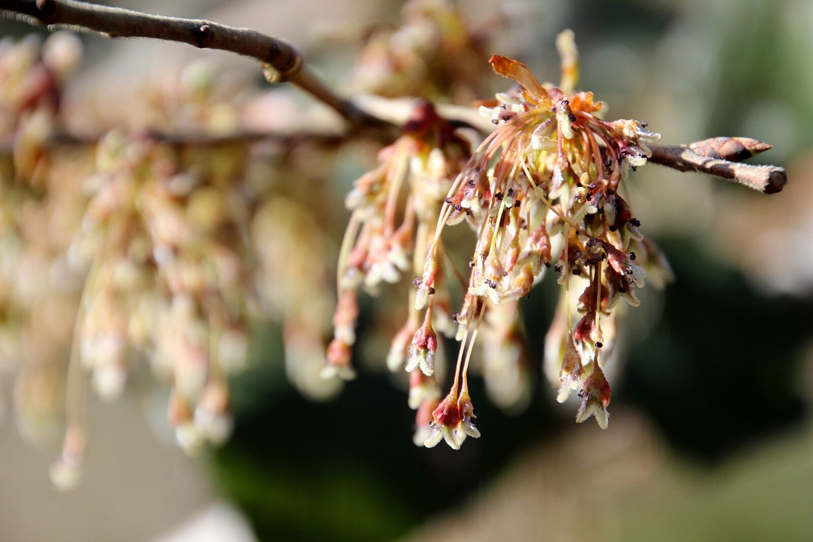 Canon EOS 600D (Rebel EOS T3i / EOS Kiss X5) sample photo. Spring, blossom, tree photography