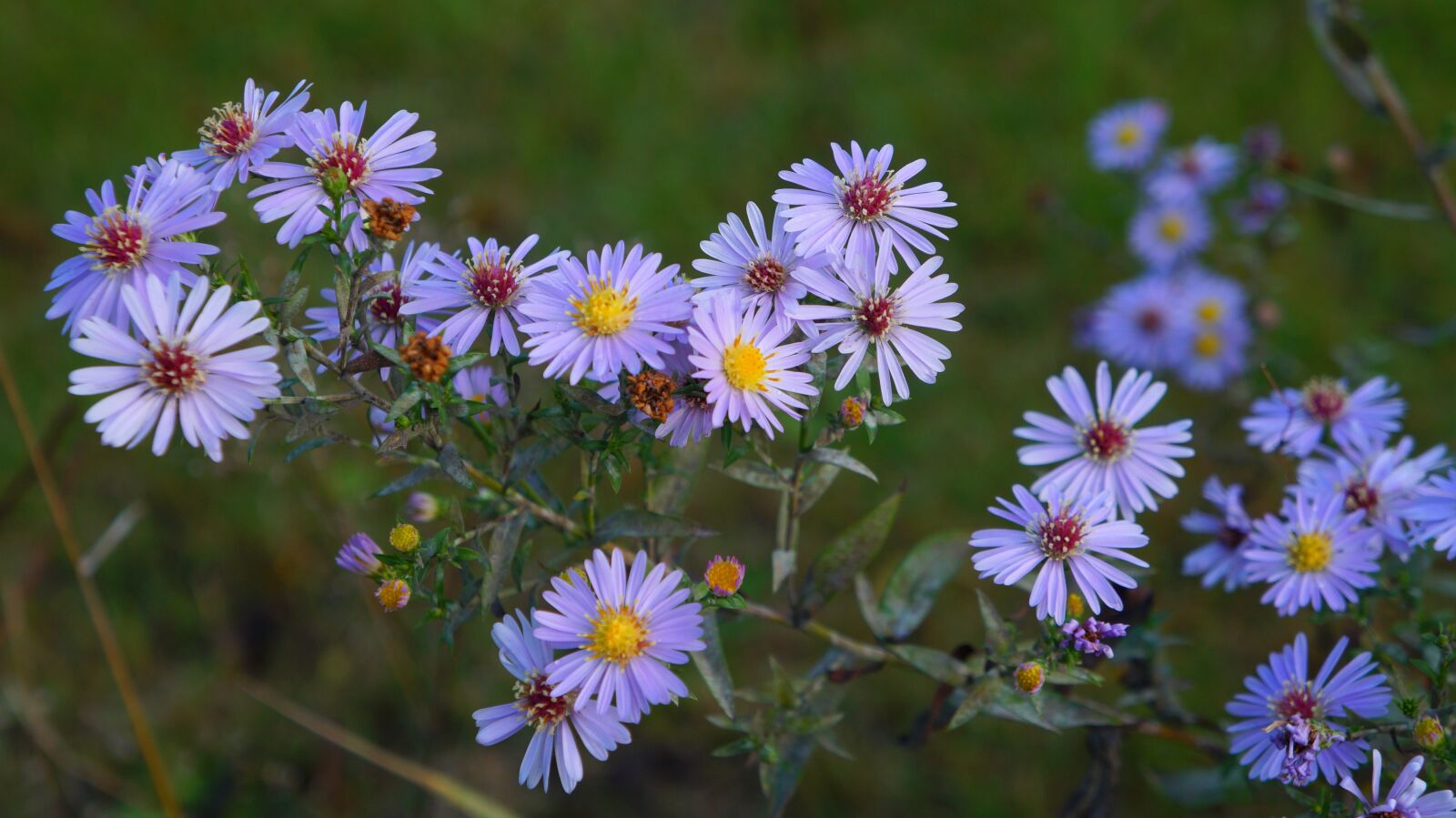 Sony Alpha a3000 + Sony E 18-55mm F3.5-5.6 OSS sample photo. Nature, plants, violet photography