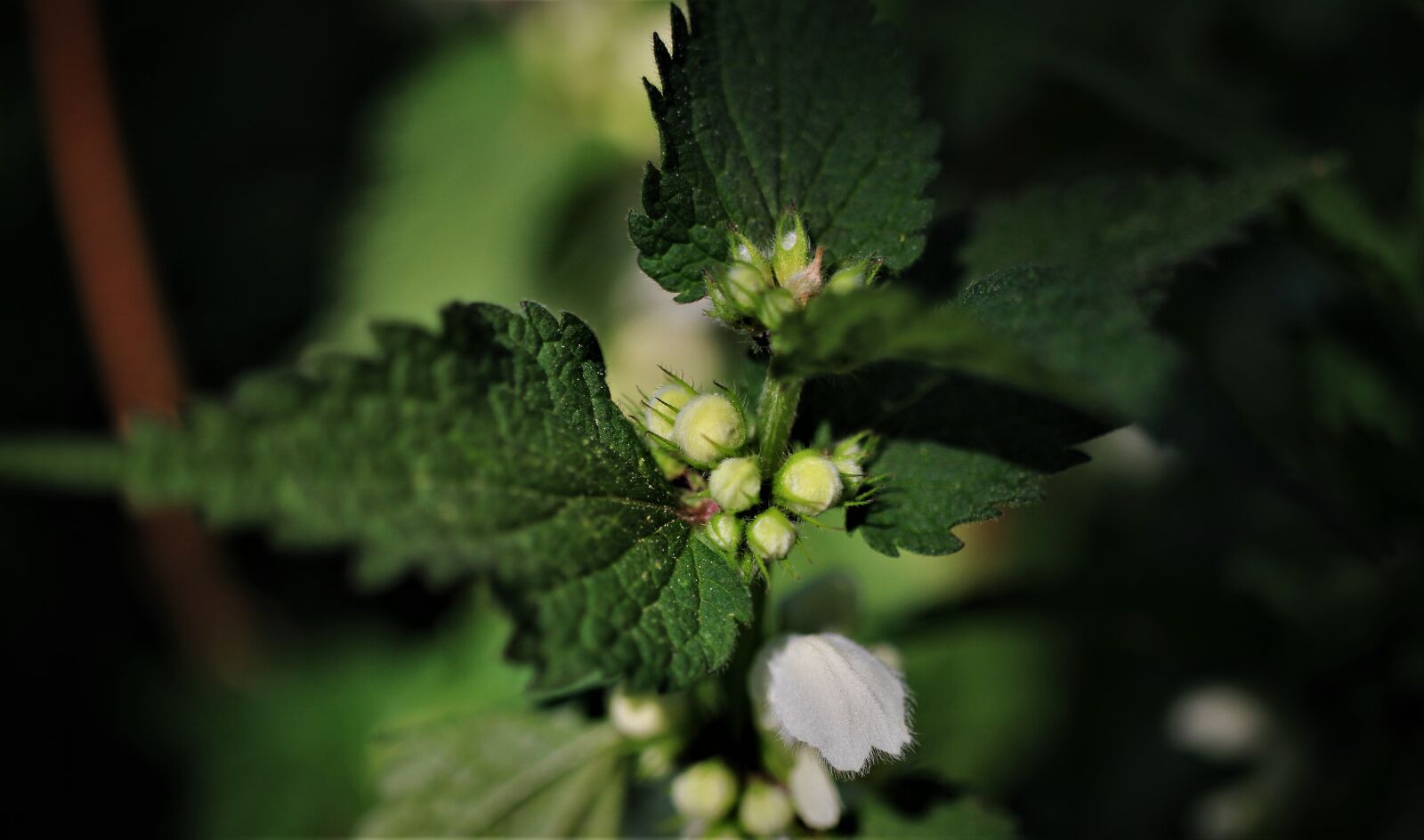 Canon EF-S 35mm F2.8 Macro IS STM sample photo. Brennessel, flowers, green photography