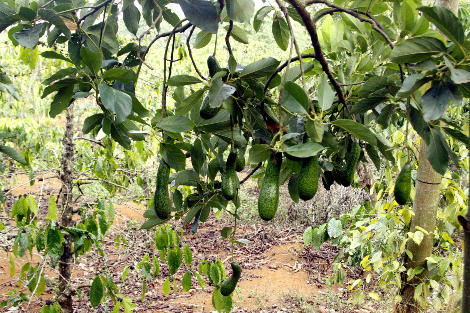 Canon EOS 50D sample photo. Avocado, bunch of avocado photography