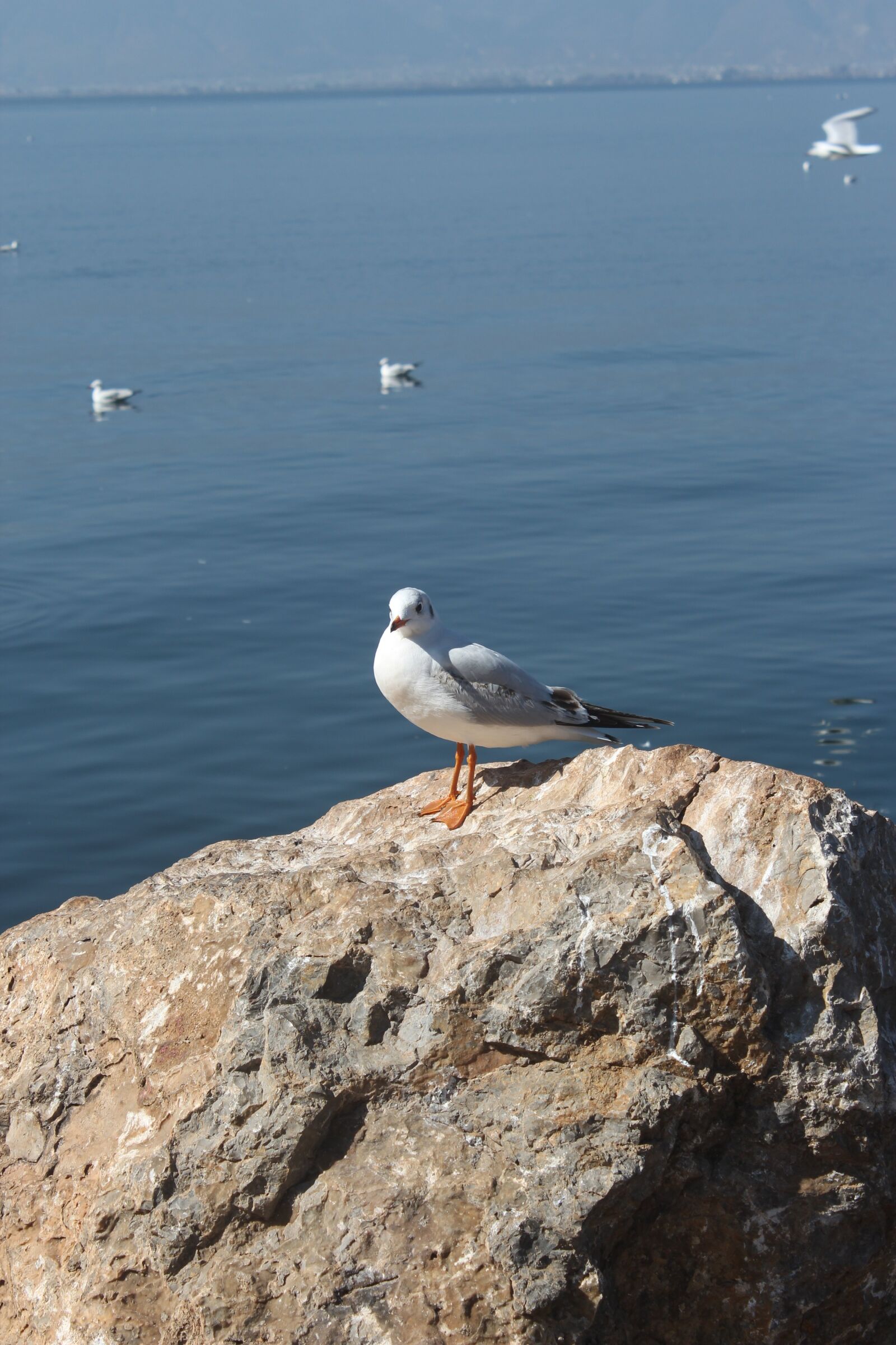 Canon EOS 650D (EOS Rebel T4i / EOS Kiss X6i) sample photo. Seagull, erhai lake, stone photography