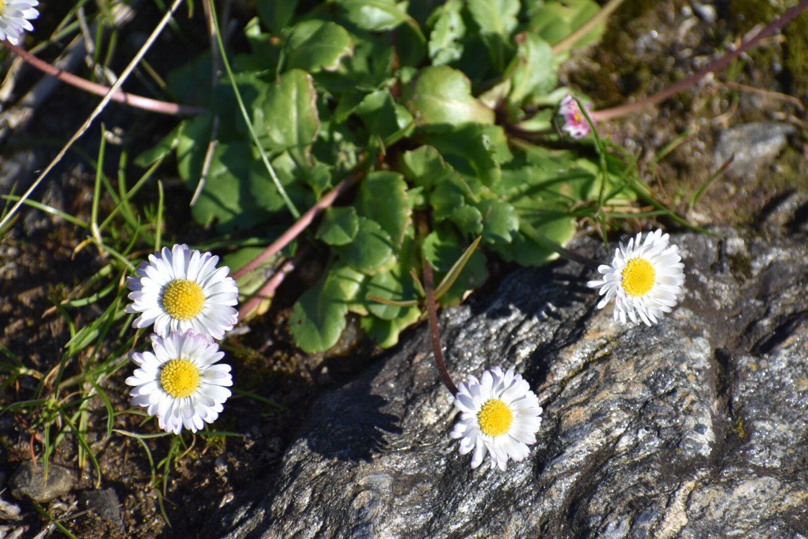 Nikon D5600 sample photo. Margaritas, flowers, spring photography