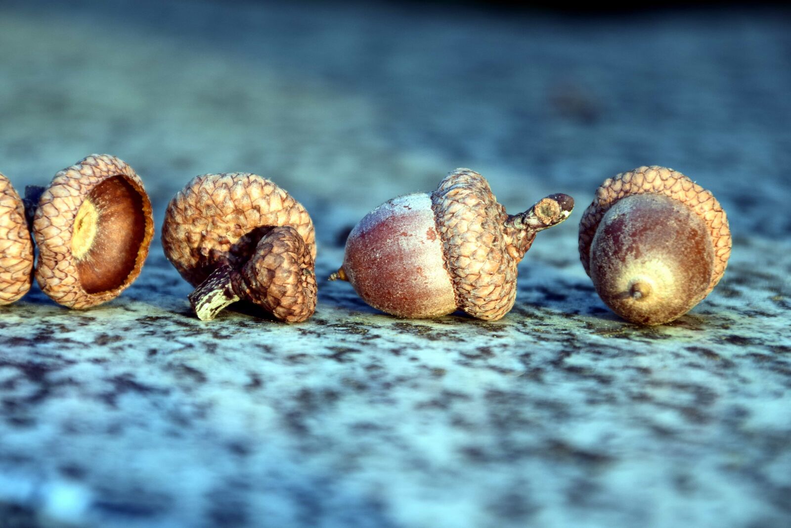 Nikon D3300 sample photo. Nature, acorn, brown, plant photography