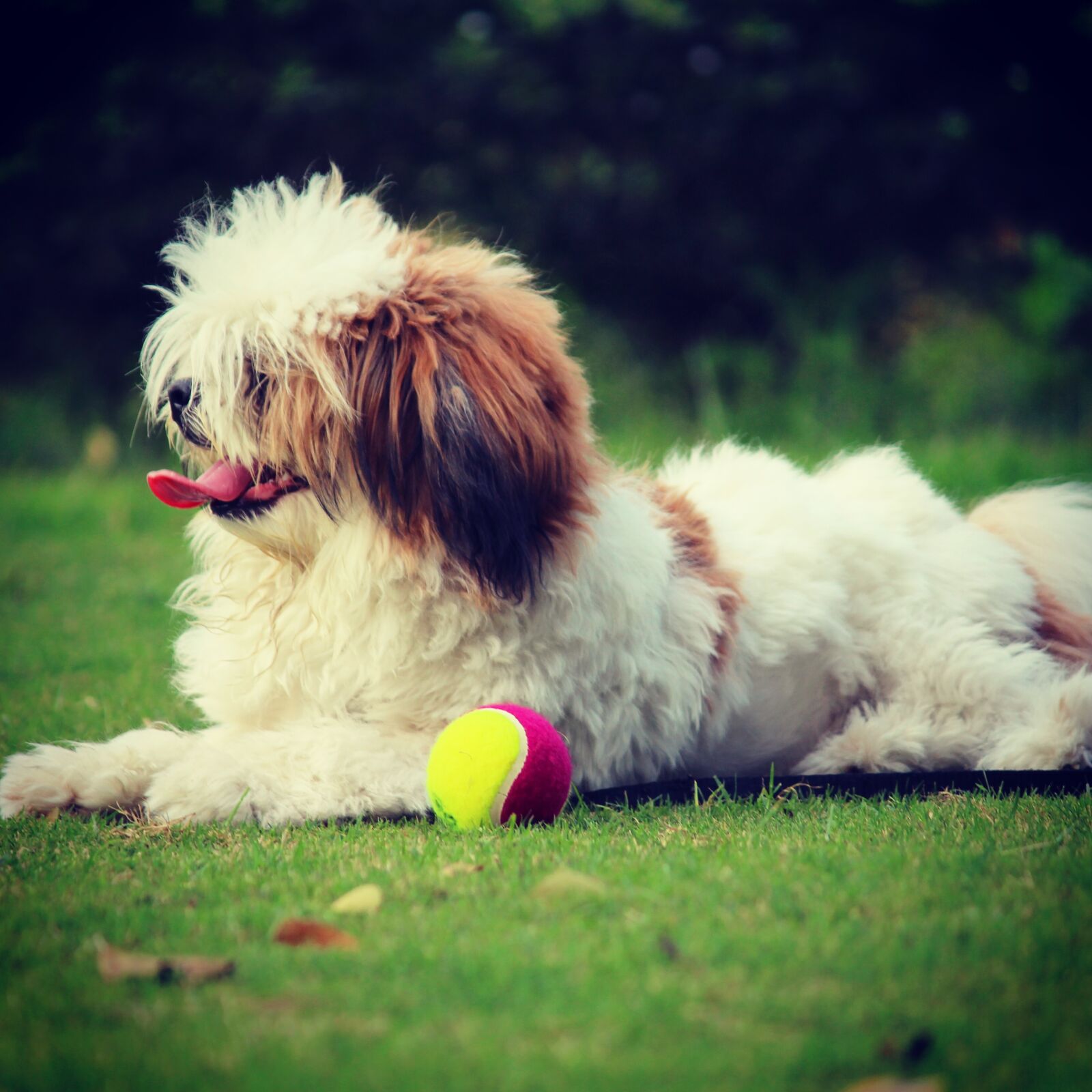 Canon EF-S 55-250mm F4-5.6 IS II sample photo. Noddy, lhasa apso, dog photography