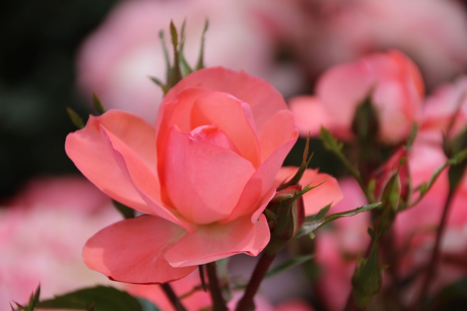 Canon EOS 600D (Rebel EOS T3i / EOS Kiss X5) sample photo. Flower, rose, pink photography