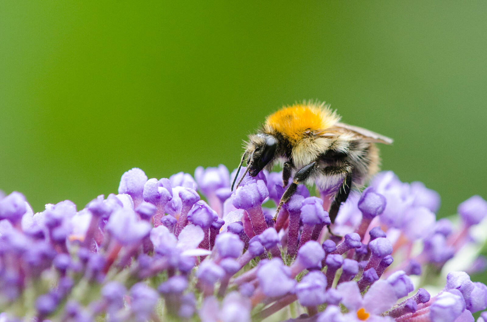 Nikon D7000 + Sigma APO Tele Macro 300mm F4 sample photo