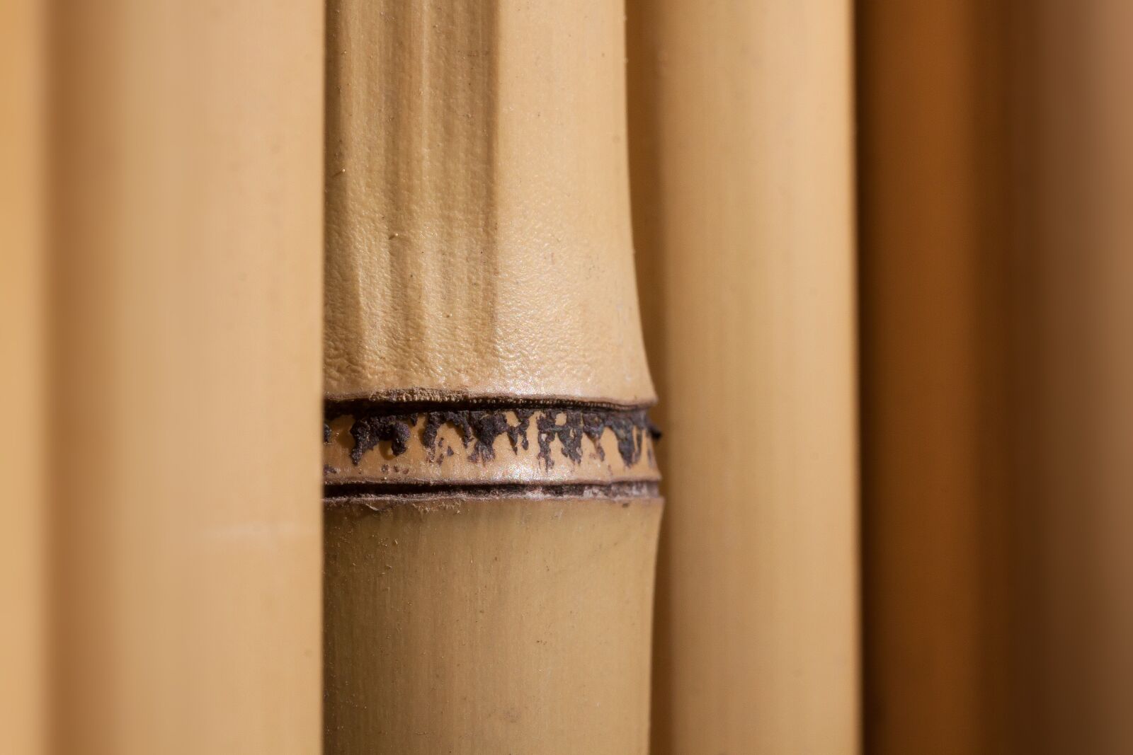 Canon EOS 50D sample photo. Bamboo, giant bamboo, bamboo photography