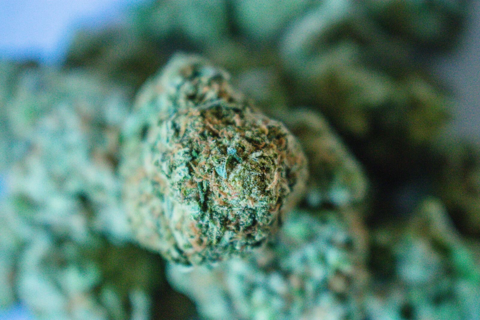 Nikon D3400 sample photo. Marijuana, weed, cannabis photography