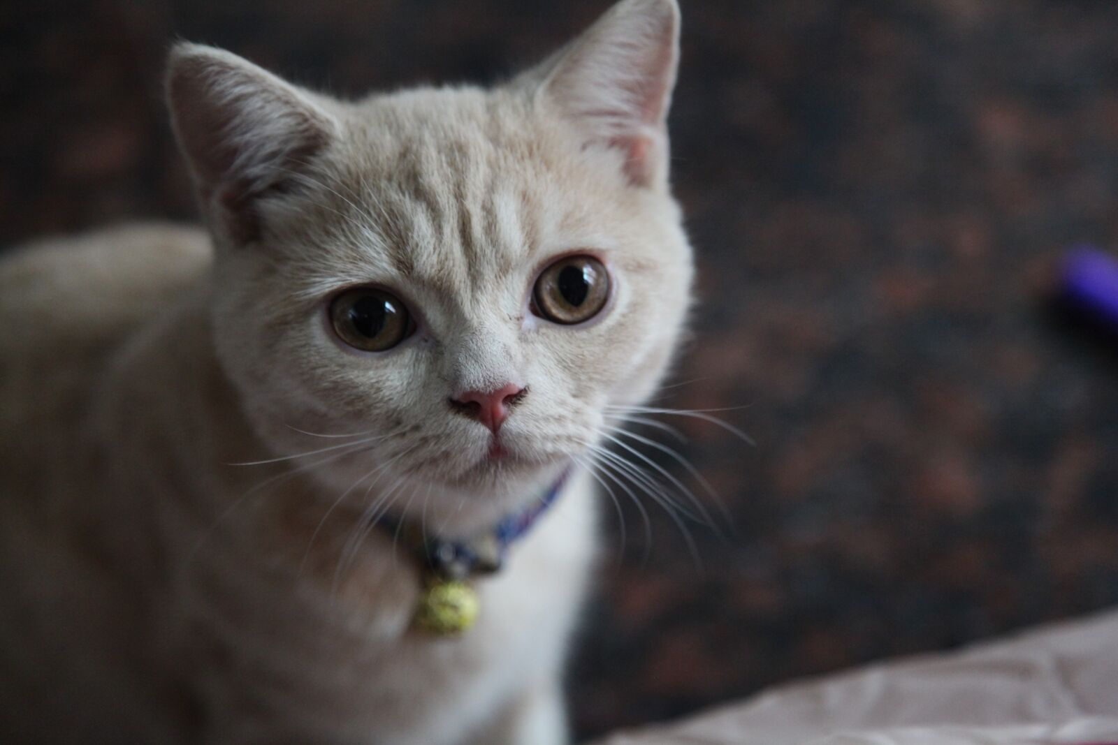 Canon EOS 5D Mark II sample photo. Kitten, face, cute photography