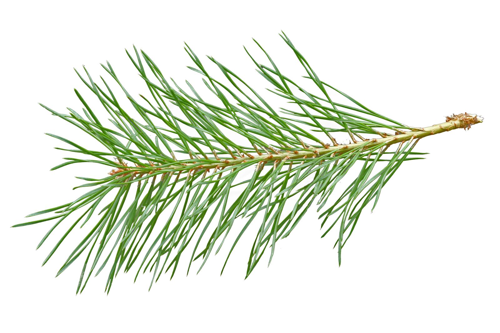 Canon EOS 60D sample photo. Needles, scotch pine, needle photography