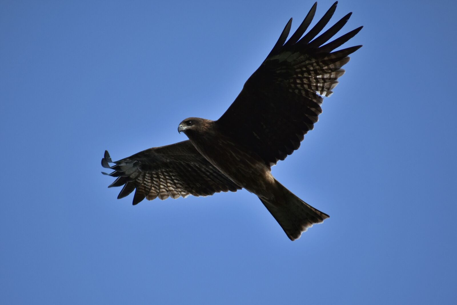 Nikon D7200 sample photo. Animal, sky, bird photography