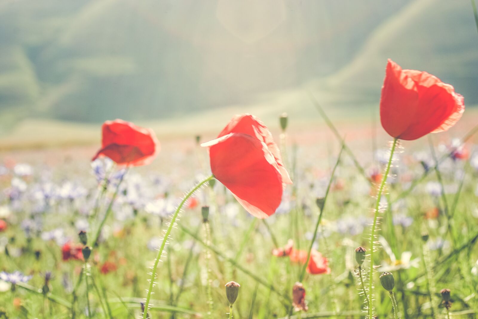 Canon EOS 10D sample photo. Poppy, poppies, flower photography