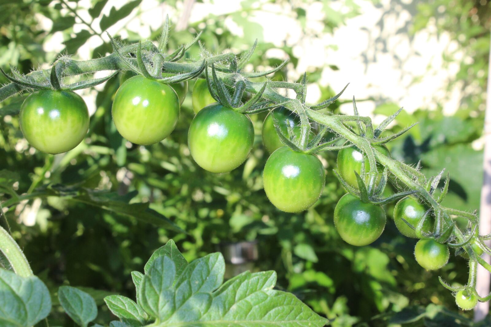 Canon EOS 1300D (EOS Rebel T6 / EOS Kiss X80) sample photo. Tomatoes, fried green tomatoes photography