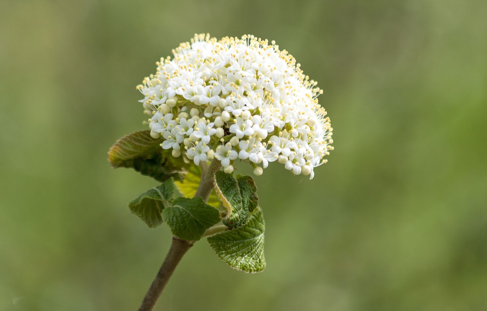 Canon EF 70-300mm F4-5.6 IS USM sample photo. Spirea, bush, bush flower photography