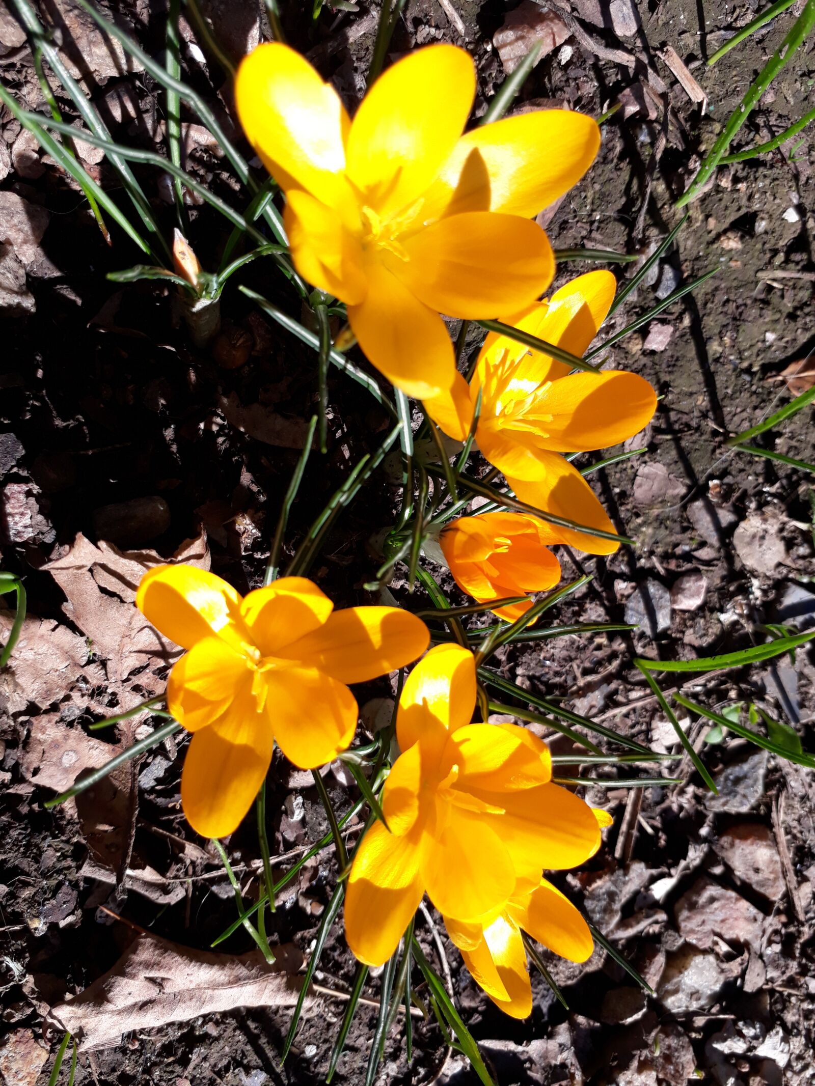 Samsung Galaxy J5 Prime sample photo. цветы, лето, клумба photography