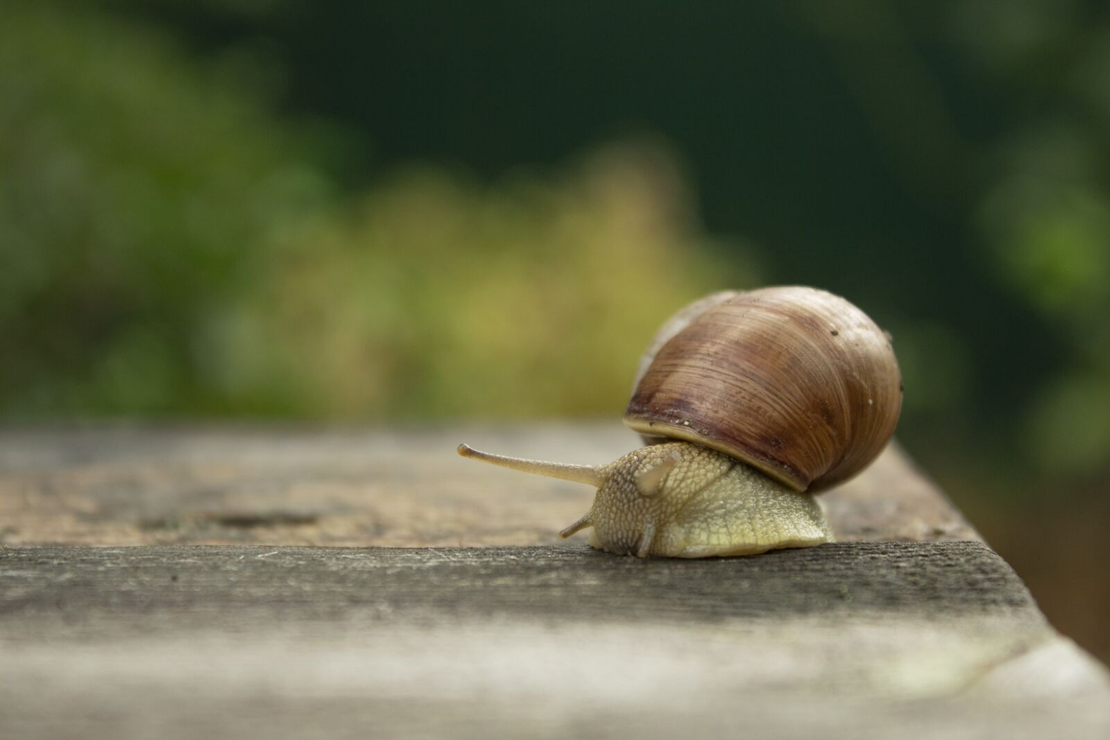 Canon EOS 4000D (EOS Rebel T100 / EOS 3000D) sample photo. Snail, creeps, slow photography