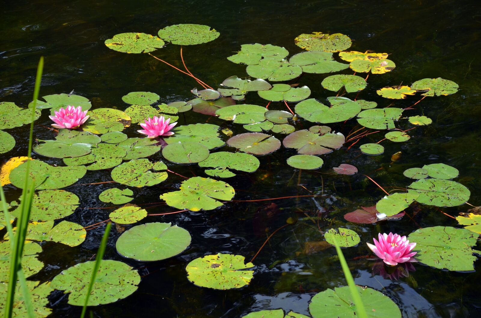 Nikon D5100 sample photo. Nuphar, pond, nature photography