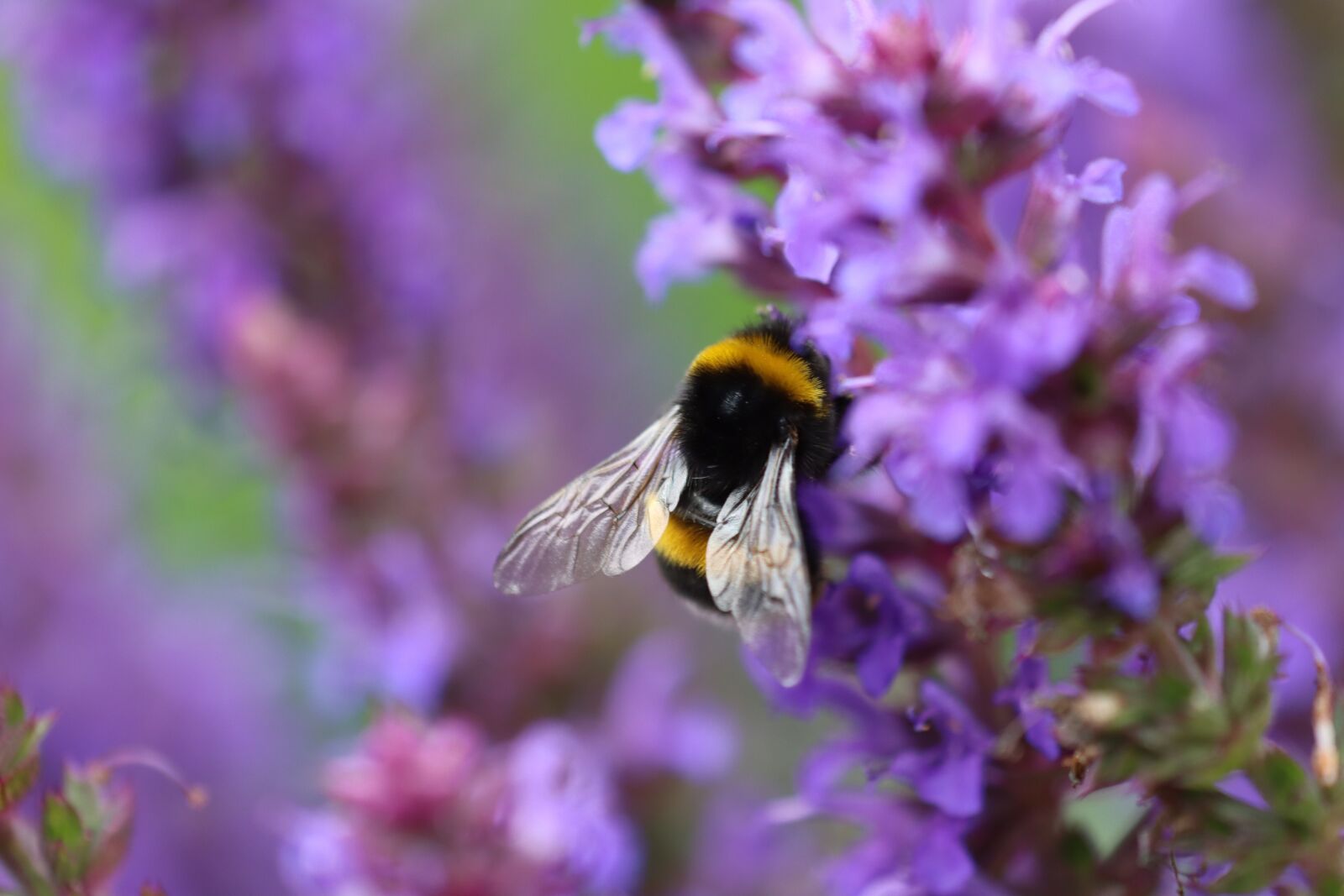 Canon EOS 90D sample photo. Hummel, sage, garden photography