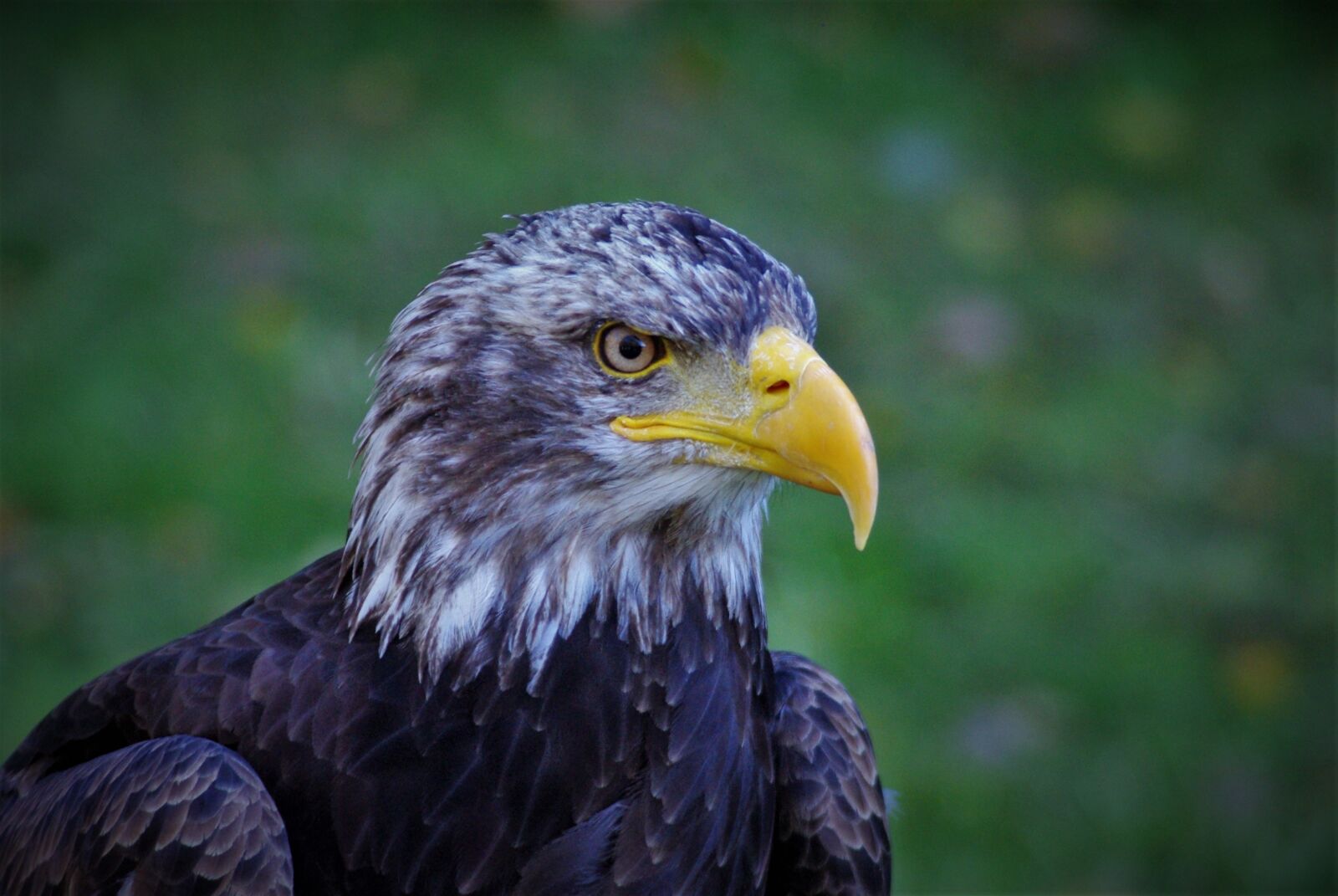 Pentax K-m (K2000) sample photo. Adler, bald eagle, bird photography