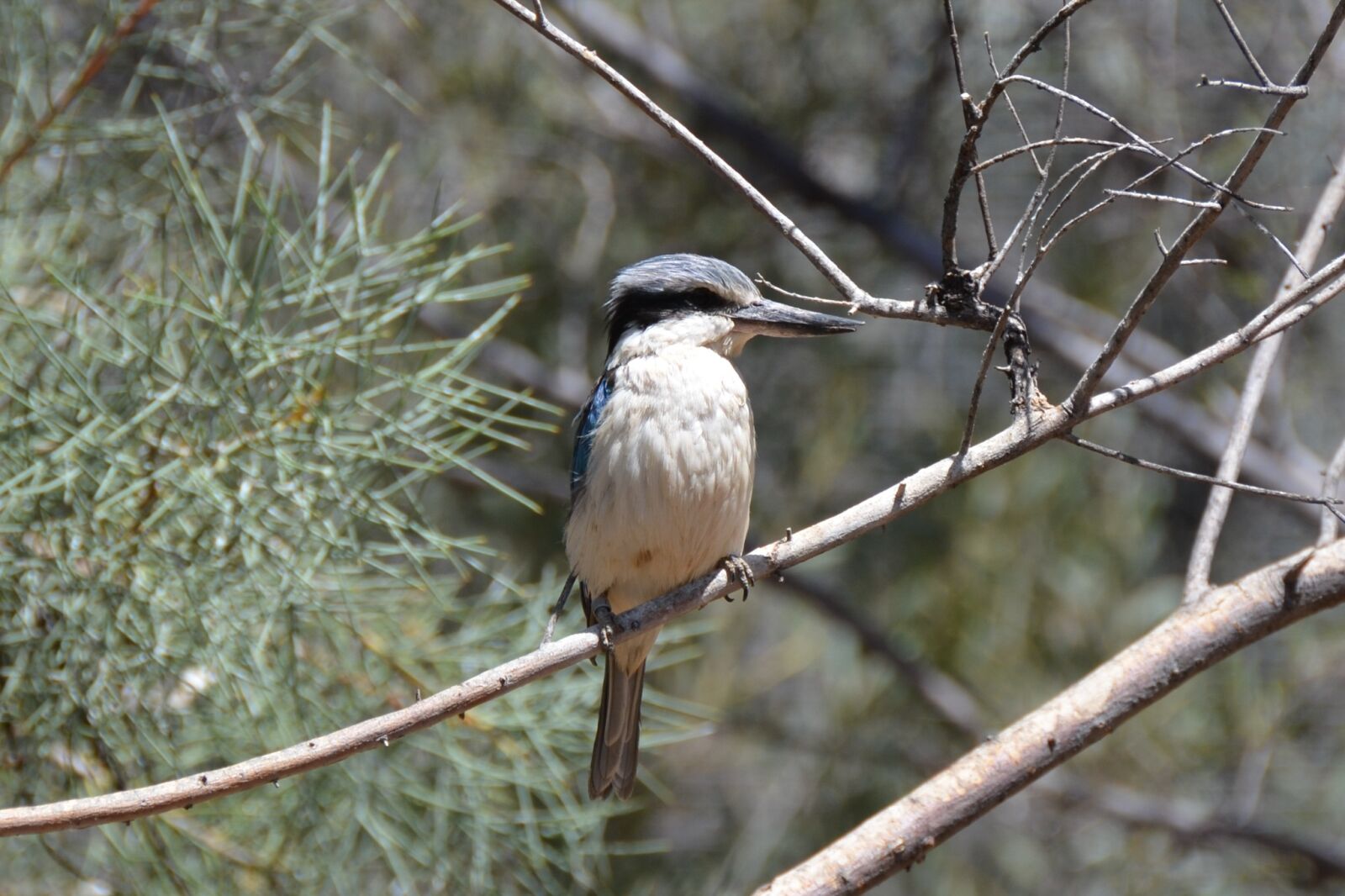 Nikon D5100 sample photo. Kingfisher, kookaburra, bird photography