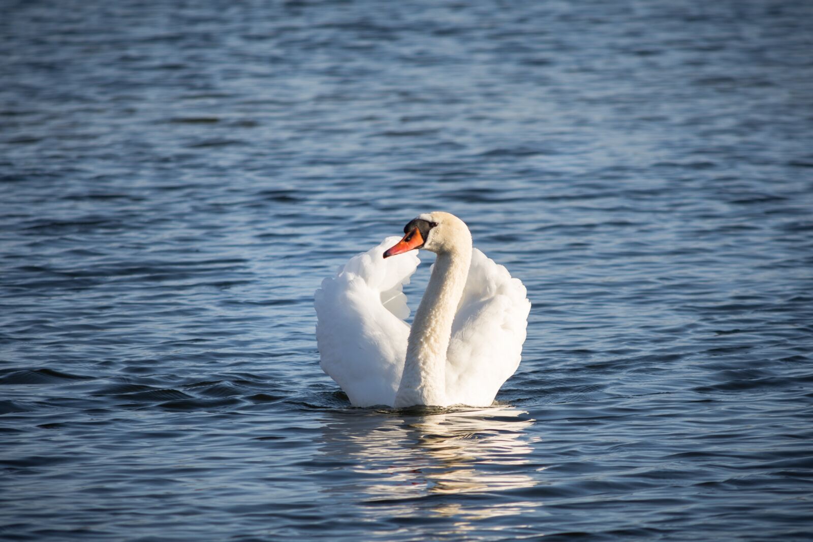 Nikon D7200 sample photo. Waters, bird, swan photography