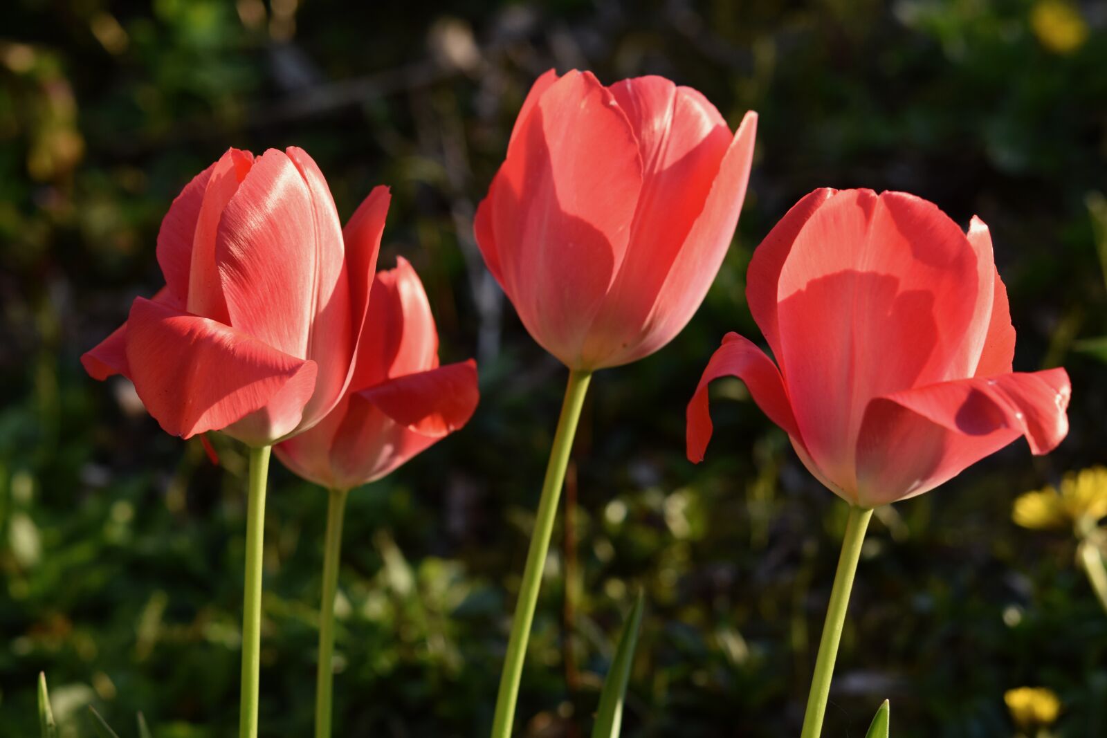 Nikon D5600 sample photo. Flower, tulip, spring-flowering photography